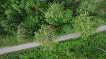 aérien métrage de drone vol le long de forêt chemin video