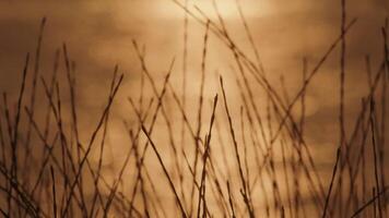doux herbe balancement à ambre le coucher du soleil video