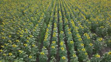 Aerial footage of sunflowers facing camera video