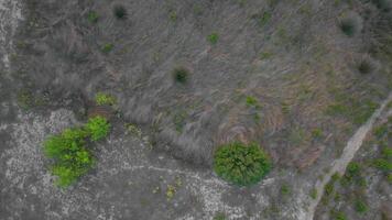 Verdant Patterns from Above video