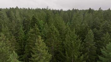 aéreo vuelo terminado denso bosque pabellón en cinematográfico movimiento video