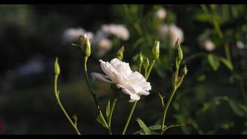 de cerca de blanco Rosa en jardín video