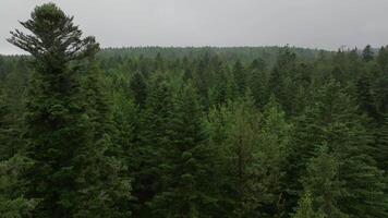 aereo metraggio di conifero alberi su nuvoloso giorno video