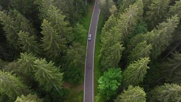 Aerial view of a secluded road through dense forest video