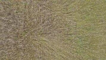 Top-down aerial view of zigzag patterns in wheat fields video