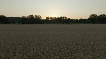 zonsondergang dar beweging over- gouden veld- video