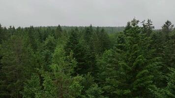 Aerial footage of foggy forest treetops video