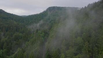 Aerial view of fog rising over forest video
