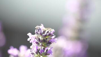 Hummel auf Lavendel Blumen. Bienen sorgfältig Sammeln Pollen von Blühen Lavendel Blumen auf ein Lavendel Feld. Stängel schwankend im das Sommer- Brise, schließen oben schleppend Bewegung video