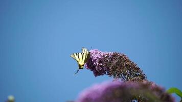 un común amarillo cola de golondrina papilio machaon en el flor de un mariposa arbusto buddleja davidii . cerca arriba, lento movimiento video