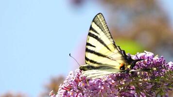 un' Comune giallo coda di rondine papilio macaone su il fiore di un' farfalla cespuglio buddleja davidii . vicino su, lento movimento video