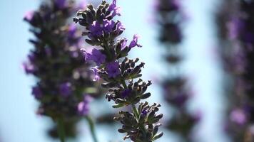 Hummel auf Lavendel Blumen. Bienen sorgfältig Sammeln Pollen von Blühen Lavendel Blumen auf ein Lavendel Feld. Stängel schwankend im das Sommer- Brise, schließen oben schleppend Bewegung video