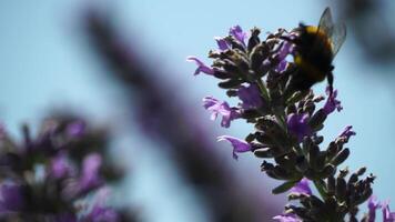 Bumblebee on a lavender flower in the garden in the rays of sun. Bees meticulously collecting pollen from blooming lavender field. Stems swaying in the summer breeze, close up slow motion video