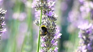 hommel Aan een lavendel bloem in de tuin in de stralen van zon. bijen minutieus verzamelen stuifmeel van bloeiend lavendel veld. stengels zwaaiend in de zomer briesje, dichtbij omhoog langzaam beweging video