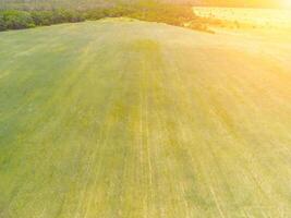 Aerial view on green wheat field in countryside. Field of wheat blowing in the wind like green sea. Young and green Spikelets. Ears of barley crop in nature. Agronomy, industry and food production. photo