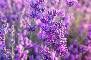 Lavender flower field closeup on sunset, fresh purple aromatic flowers for natural background. Design template for lifestyle illustration. Violet lavender field in Provence, France. photo