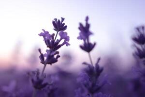 lavanda flor campo de cerca en atardecer, Fresco púrpura aromático flores para natural antecedentes. diseño modelo para estilo de vida ilustración. Violeta lavanda campo en provenza, Francia. foto