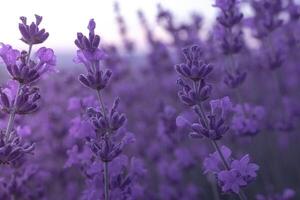 Lavender flower field closeup on sunset, fresh purple aromatic flowers for natural background. Design template for lifestyle illustration. Violet lavender field in Provence, France. photo