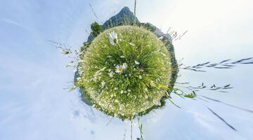 Chamomile field panorama. White daisy flowers in large field of lush green grass at sunset. 360 little planet panorama. Chamomile flowers field. Nature, flowers, spring, biology, fauna concept photo