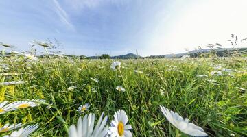 Chamomile field panorama. White daisy flowers in large field of lush green grass at sunset. Chamomile flowers field. Nature, flowers, spring, biology, fauna concept photo