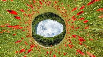 Poppy field panorama. Large Field with red poppies and green grass. 360 little planet panorama. Field of Red poppies on sunset. Agronomy, industry and food production. Papaver sp. photo