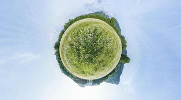 Chamomile field panorama. White daisy flowers in large field of lush green grass at sunset. 360 little planet panorama. Chamomile flowers field. Nature, flowers, spring, biology, fauna concept photo