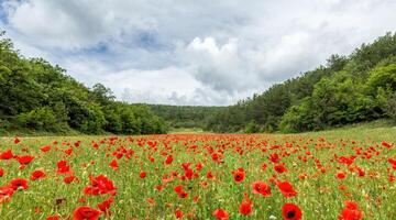 Poppy field panorama. Large Field with red poppies and green grass. Field of Red poppies on sunset. Agronomy, industry and food production. Papaver sp. photo