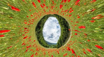 Poppy field panorama. Large Field with red poppies and green grass. 360 little planet panorama. Field of Red poppies on sunset. Agronomy, industry and food production. Papaver sp. photo