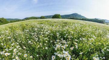 Chamomile field panorama. White daisy flowers in large field of lush green grass at sunset. Chamomile flowers field. Nature, flowers, spring, biology, fauna concept photo