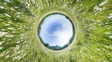 Chamomile field panorama. White daisy flowers in large field of lush green grass at sunset. 360 little planet panorama. Chamomile flowers field. Nature, flowers, spring, biology, fauna concept photo