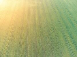 Aerial view on green wheat field in countryside. Field of wheat blowing in the wind on sunset. Young and green Spikelets. Ears of barley crop in nature. Agronomy, industry and food production. photo