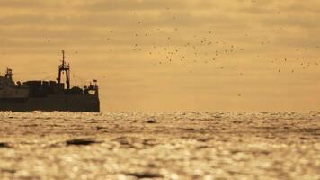 abstrakt Meer Ozean Sonnenuntergang Natur Hintergrund mit Möwen und Angeln Boot Trawler fängt Fisch während Segeln auf Meer beim Horizont im Entfernung segeln zu Fang Schule von Fisch auf Ruhe Meer Oberfläche im Sommer. video