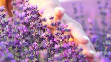 lavendel, veld, wandelen - twee dame in paars jurk, traverse Purper bloesems, enorm Open ruimte, daglicht, natuur schoonheid. moeder en dochter hand in hand Actie temidden van Purper flora, expansief landelijk Oppervlakte video