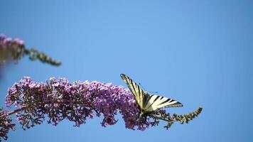 een gemeenschappelijk geel zwaluwstaart papilio machaon Aan de bloem van een vlinder struik buddleja davidii . dichtbij omhoog, langzaam beweging video