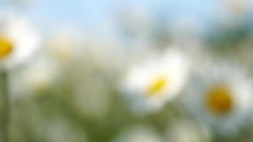 abstrakt defokussiert Kamille. Weiß Gänseblümchen Blumen im ein Feld von Grün Gras schwanken im das Wind beim Sonnenuntergang. Kamille Blumen Feld mit Grün Gras. schließen oben schleppend Bewegung. Natur, Blumen, Frühling, Biologie video