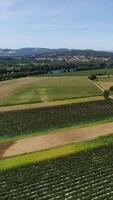 Vertikale Video von ländlich Landschaft mit Grün Felder auf Frühling