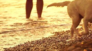 labrador ras hond Aan de strand Bij zonsondergang. langzaam beweging video