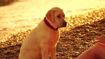 labrador ras hond Aan de strand Bij zonsondergang. langzaam beweging video