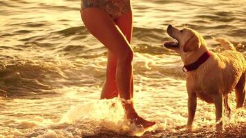 labrador ras hond Aan de strand Bij zonsondergang. langzaam beweging video