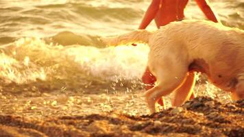 Labrador race chien sur le plage à le coucher du soleil. lent mouvement video