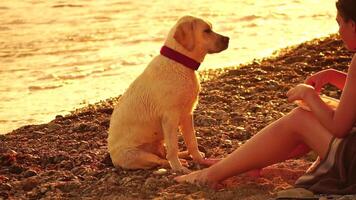labrador ras hond Aan de strand Bij zonsondergang. langzaam beweging video
