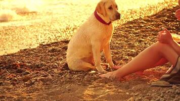 labrador ras hond Aan de strand Bij zonsondergang. langzaam beweging video