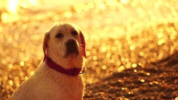 labrador razza cane su il spiaggia a tramonto. lento movimento video