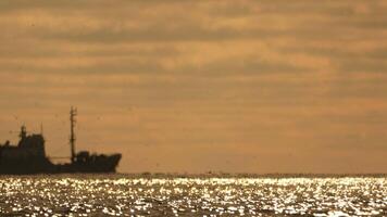 abstrakt Meer Ozean Sonnenuntergang Natur Hintergrund mit Möwen und Angeln Boot Trawler fängt Fisch während Segeln auf Meer beim Horizont im Entfernung segeln zu Fang Schule von Fisch auf Ruhe Meer Oberfläche im Sommer. video