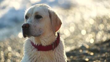 Labrador Rasse Hund auf das Strand beim Sonnenuntergang. schleppend Bewegung video