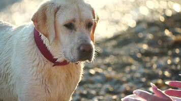 Labrador Rasse Hund auf das Strand beim Sonnenuntergang. schleppend Bewegung video