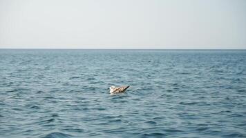 Seagull on Sea water surface. Camera flies over the calm azure sea. Nobody. Holiday recreation concept. Abstract nautical summer ocean nature. Weather and climate change. Slow motion. Close up video