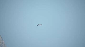 en flock av seagulls flyga i värma solnedgång himmel över de hav. silhuetter av seagulls flygande i långsam rörelse med de hav i de bakgrund på solnedgång. kväll. ingen. frihet begrepp. video