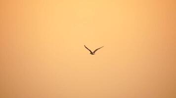 un rebaño de gaviotas mosca en calentar puesta de sol cielo terminado el océano. siluetas de gaviotas volador en lento movimiento con el mar en el antecedentes a puesta de sol. noche. nadie. libertad concepto. video