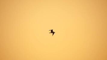 ein Herde von Möwen fliegen im warm Sonnenuntergang Himmel Über das Ozean. Silhouetten von Möwen fliegend im schleppend Bewegung mit das Meer im das Hintergrund beim Sonnenuntergang. Abend. niemand. Freiheit Konzept. video